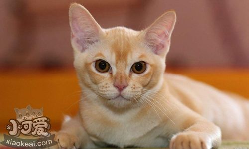 歐洲緬甸貓洗澡亂動(dòng)怎么辦 歐洲緬甸貓洗澡方法