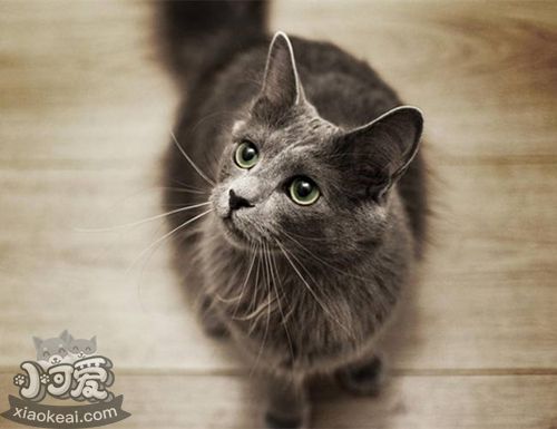 內(nèi)華達(dá)貓性格怎么樣 內(nèi)華達(dá)貓性格介紹