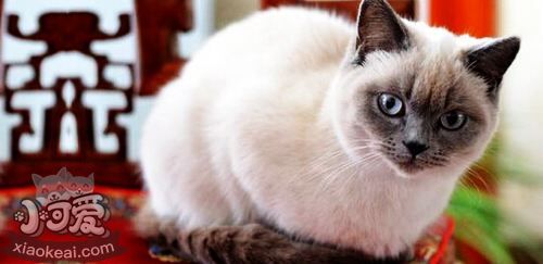 重點色短毛貓掉毛怎么辦 重點色短毛貓毛發(fā)梳理方法