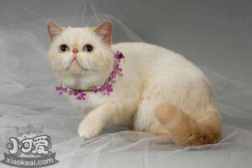 重點(diǎn)色短毛貓不能吃什么 重點(diǎn)色短毛貓喂養(yǎng)技巧