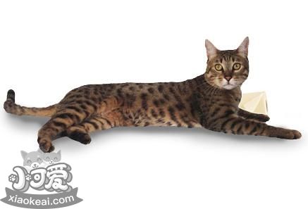 加州閃亮貓吃什么 加州閃亮貓喂養(yǎng)指南