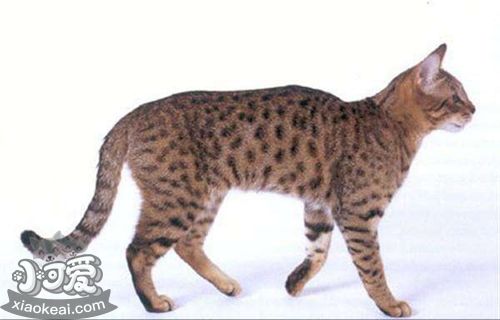 加州閃亮貓能吃狗糧嗎 不能長期食用狗糧