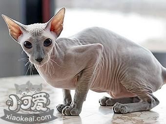 彼得禿貓不能吃什么 彼得禿貓禁忌食物介紹