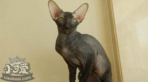 彼得禿貓性格怎么樣 彼得禿貓性格介紹