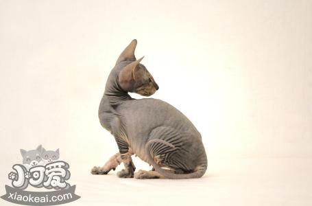 彼得禿貓多久洗一次澡 彼得禿貓洗澡介紹