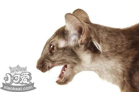 爪哇貓吃什么 爪哇貓喂養(yǎng)方法