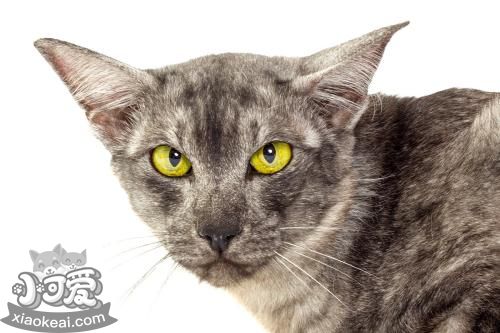 爪哇貓?jiān)趺聪丛?爪哇貓洗澡程序介紹