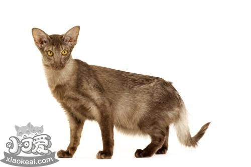 爪哇貓怎么拔耳毛 爪哇貓拔耳毛方法