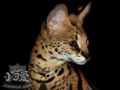 阿舍拉貓幼貓怎么養(yǎng) 阿舍拉貓幼貓飼養(yǎng)方法