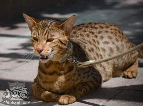 阿舍拉貓指甲怎么剪 阿舍拉貓剪指甲方法