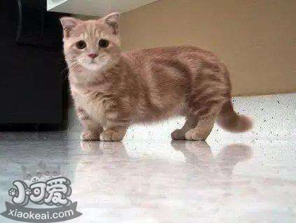 曼基康貓性格怎么樣 曼基康貓性格介紹