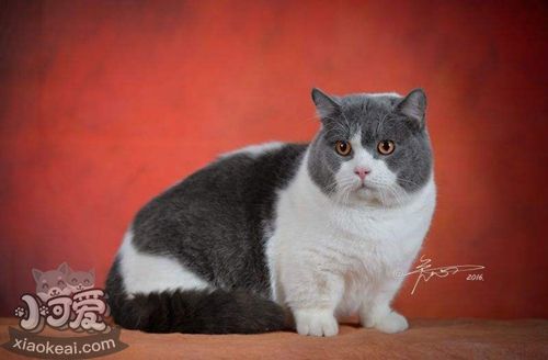 曼基康貓吃什么 曼基康貓喂養(yǎng)指南