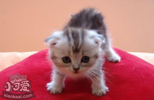 茶杯貓?jiān)趺词崦?茶杯貓毛發(fā)梳理方法