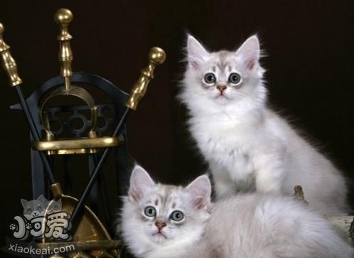 蒂凡尼貓不能吃什么 蒂凡尼貓禁忌食物介紹