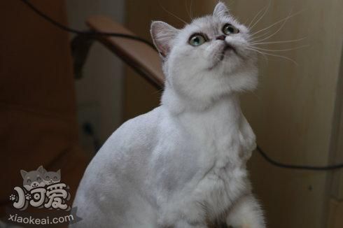 蒂凡尼貓喂什么 蒂凡尼貓喂養(yǎng)手冊