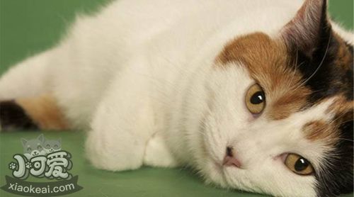 馬恩島貓掉毛怎么辦 馬恩島貓掉毛原因介紹