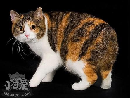 馬恩島貓有體味怎么辦 馬恩島貓有體味解決辦法