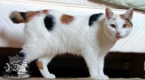 馬恩島貓怎么養(yǎng) 馬恩島貓幼貓飼養(yǎng)方法