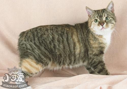 馬恩島貓怎么減肥 馬恩島貓減肥貓糧推薦