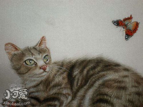 澳大利亞霧貓要剃毛嗎 剃毛判斷原理