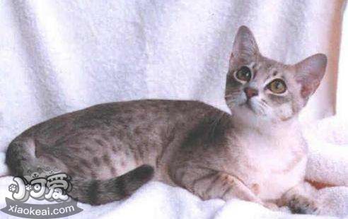 澳大利亞霧貓吃什么 澳大利亞霧貓喂養(yǎng)手冊