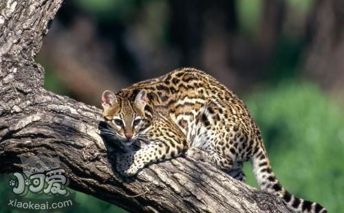 豹貓怎么養(yǎng) 豹貓飼養(yǎng)技巧