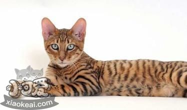 玩具虎貓幼貓一天喂幾次 幼貓喂食次數(shù)是關(guān)鍵