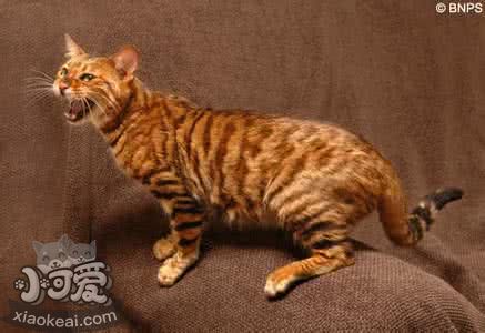 玩具虎貓哪些不能吃 玩具虎貓飲食禁忌介紹