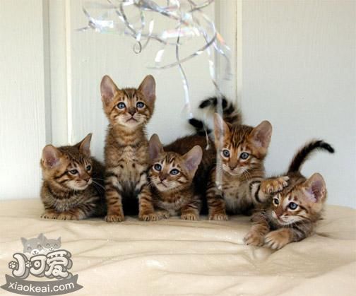 玩具虎貓?jiān)趺醇糁讣?玩具虎貓指甲修剪周期