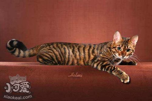 玩具虎貓怎么護理 玩具虎貓身體護理方法