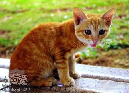 貓咪性格怎么判斷 根據(jù)貓咪毛色判斷性格1