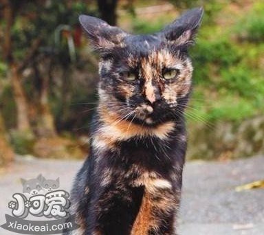 貓咪性格怎么判斷 根據(jù)貓咪毛色判斷性格5