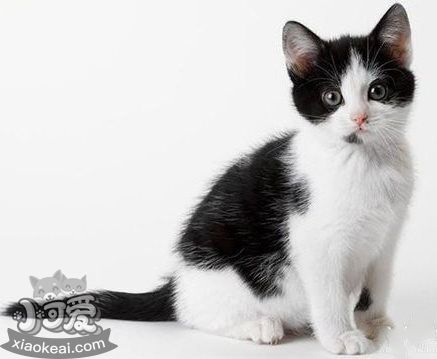 貓咪性格怎么判斷 根據(jù)貓咪毛色判斷性格7