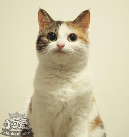 貓咪性格怎么判斷 根據(jù)貓咪毛色判斷性格6