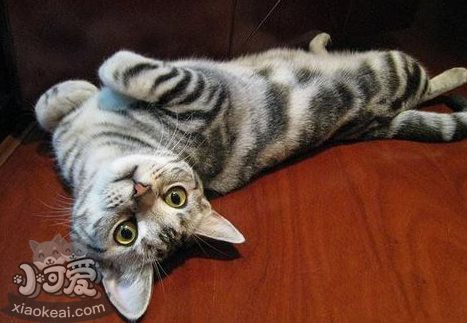 貓咪性格怎么判斷 根據(jù)貓咪毛色判斷性格4