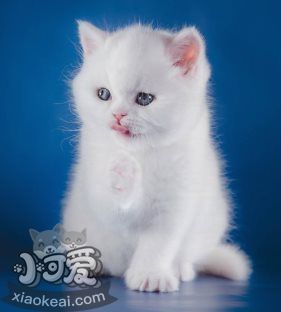 貓咪性格怎么判斷 根據(jù)貓咪毛色判斷性格2