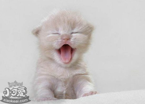 小奶貓不吃東西怎么辦