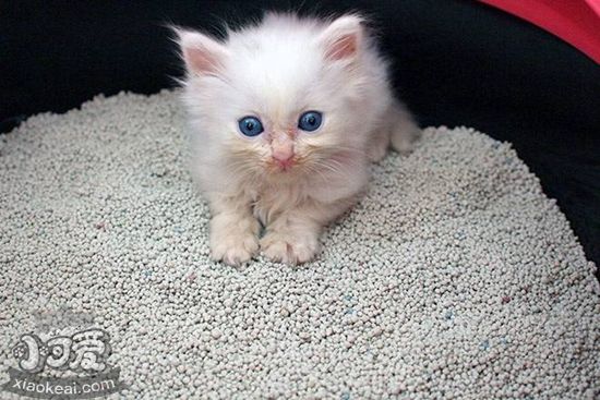 貓砂多久換一次 貓砂更換時(shí)間及方法