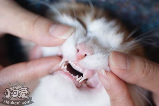 貓咪牙齒如何護(hù)理 貓咪牙齒護(hù)理教程