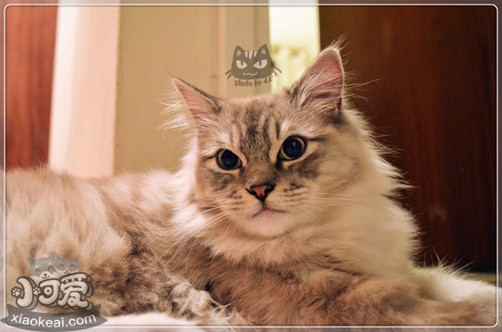 襤褸貓怎么洗澡  襤褸貓洗澡護(hù)理方法