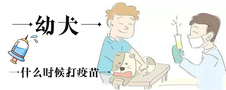 幼犬什么時(shí)候打疫苗