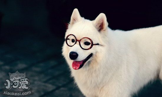 薩摩耶發(fā)燒怎么治療 薩摩耶發(fā)燒處理方法1