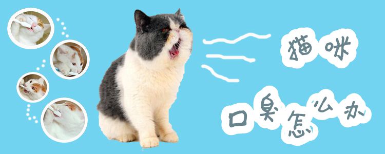 貓咪口臭怎么辦