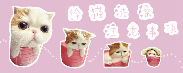 給貓洗澡注意事項(xiàng)