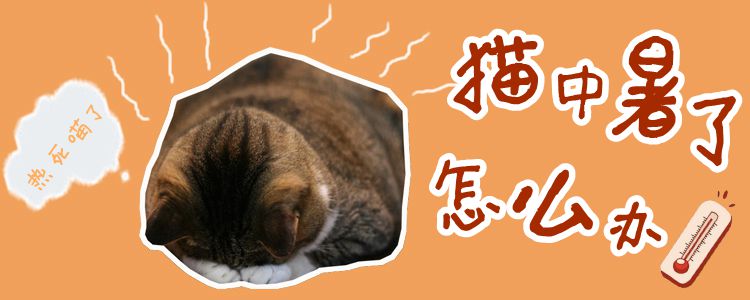 貓中暑了怎么辦