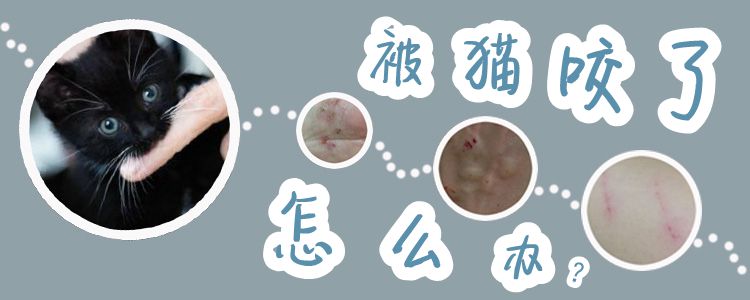 被貓咬了怎么辦