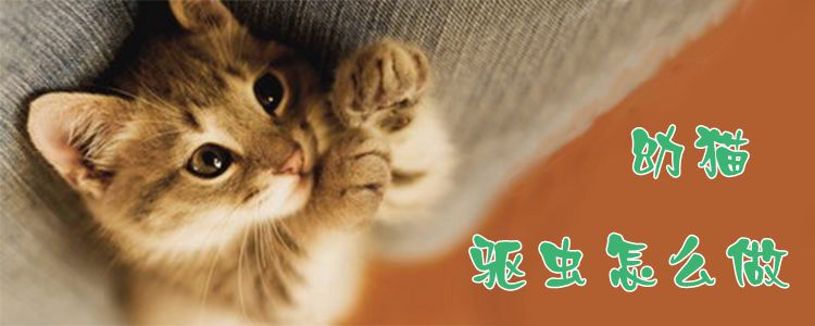 幼貓驅(qū)蟲怎么做