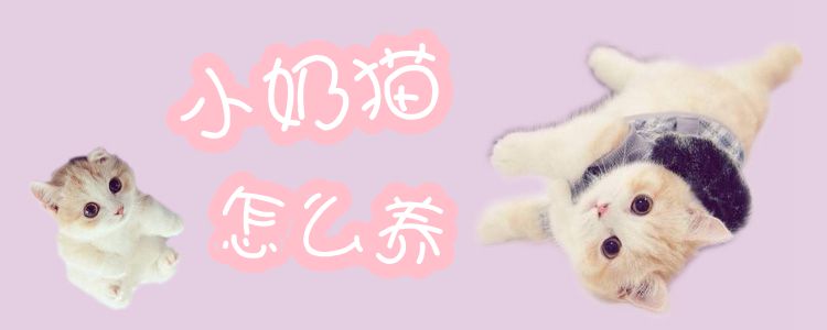 小奶貓?jiān)趺答B(yǎng)