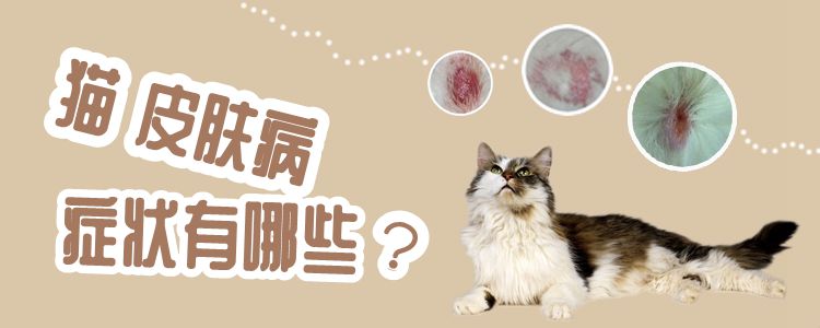 貓皮膚病癥狀有哪些