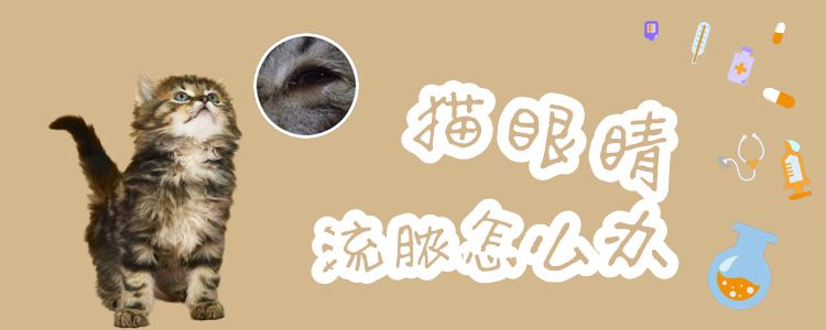 貓眼睛流膿怎么辦